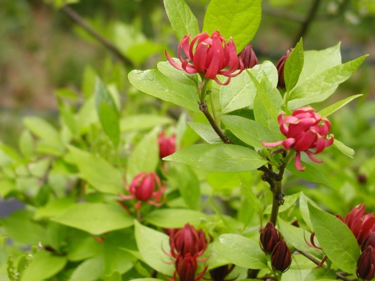 5 Sweet Shrub 12-24″ Calycanthus floridus Bare Root