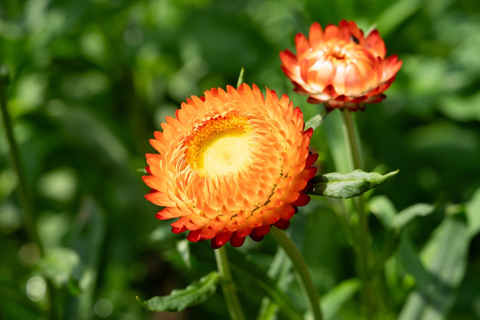 100 ORANGE DOUBLE STRAWFLOWER Helichrysum Monstrosum Flower Seeds