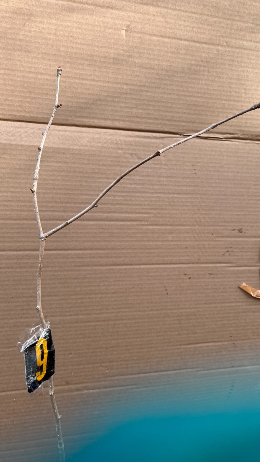 Ginkgo #9, exact plant, 4 year old. Shipped with roots wrapped. No soil.
