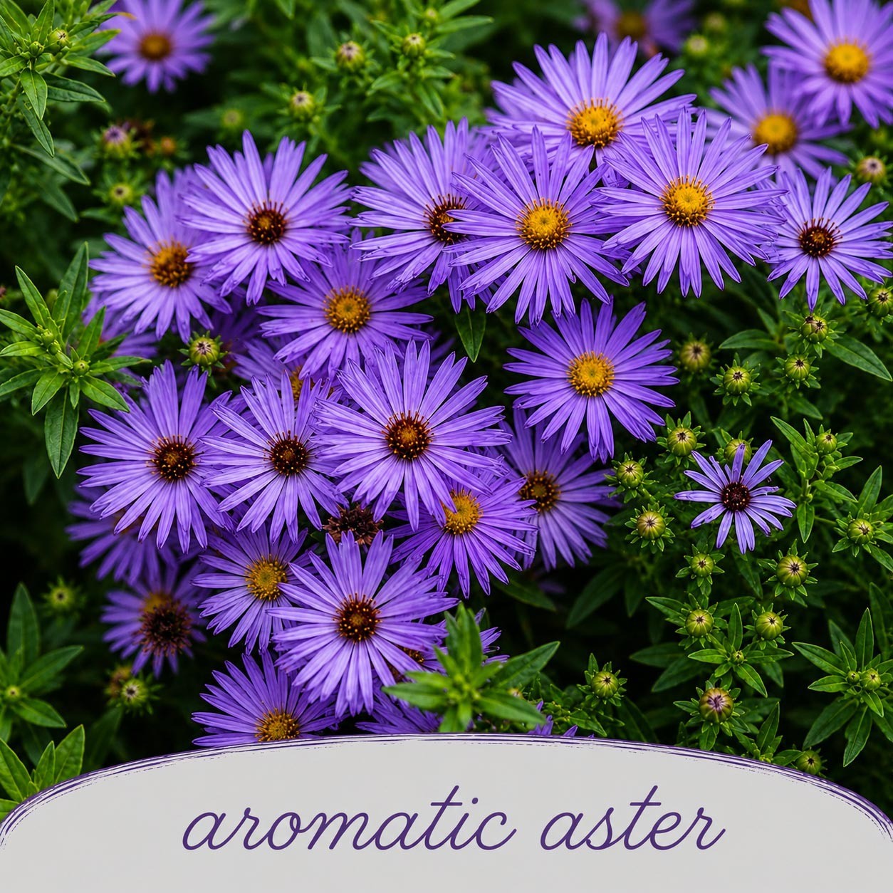 Mini Native Short Hummingbird Seed Mix | Prairie Legacy Inc.