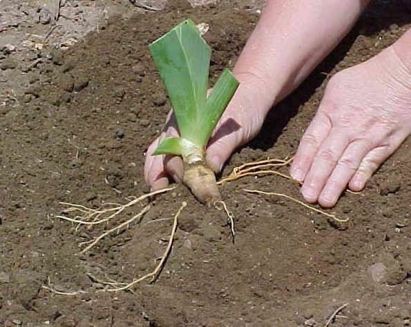 **Sweet Cherry Wine** Tall Bearded Iris. Freshly Dug, Combined Ship: Jul – Sep