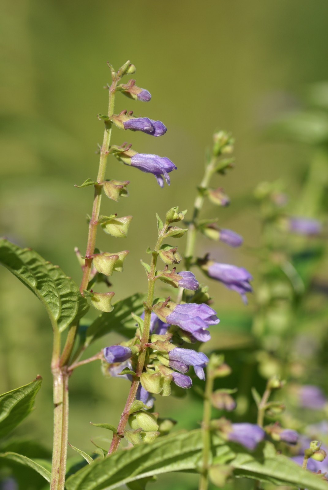 Scutellaria lateriflora seeds – Blue Skullcap – Mad Dog Skullcap – Scullcap
