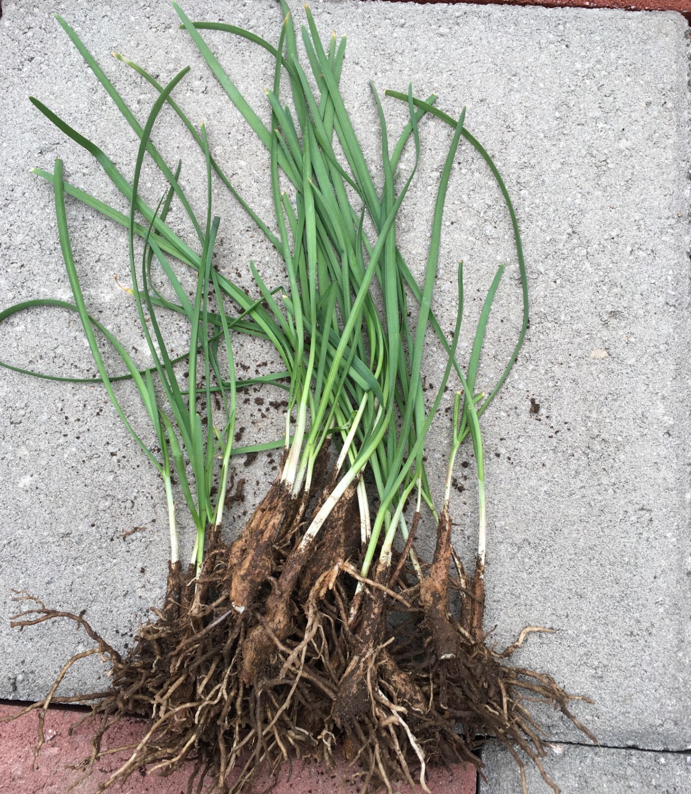 20 Organics Garlic Chives Live Plant Bare Roots Hardy Perennial Herb Jiu Cai USA