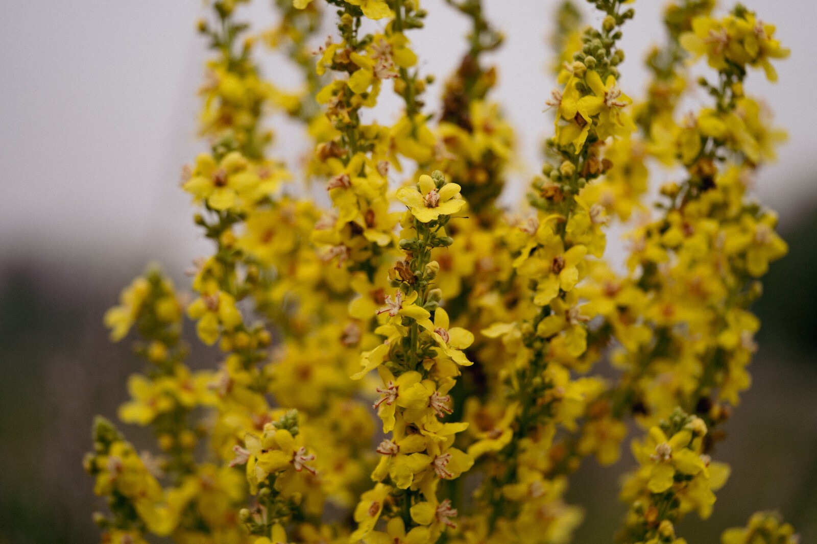 Dense-Flowered Mullein Seeds: Verbascum densiflorium, Cert. Organic, Denseflower