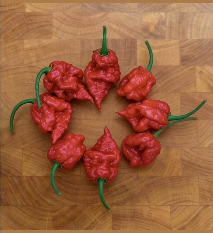 Carolina Reaper Pepper – 100 Seeds – Organic – Heirloom – HOT!