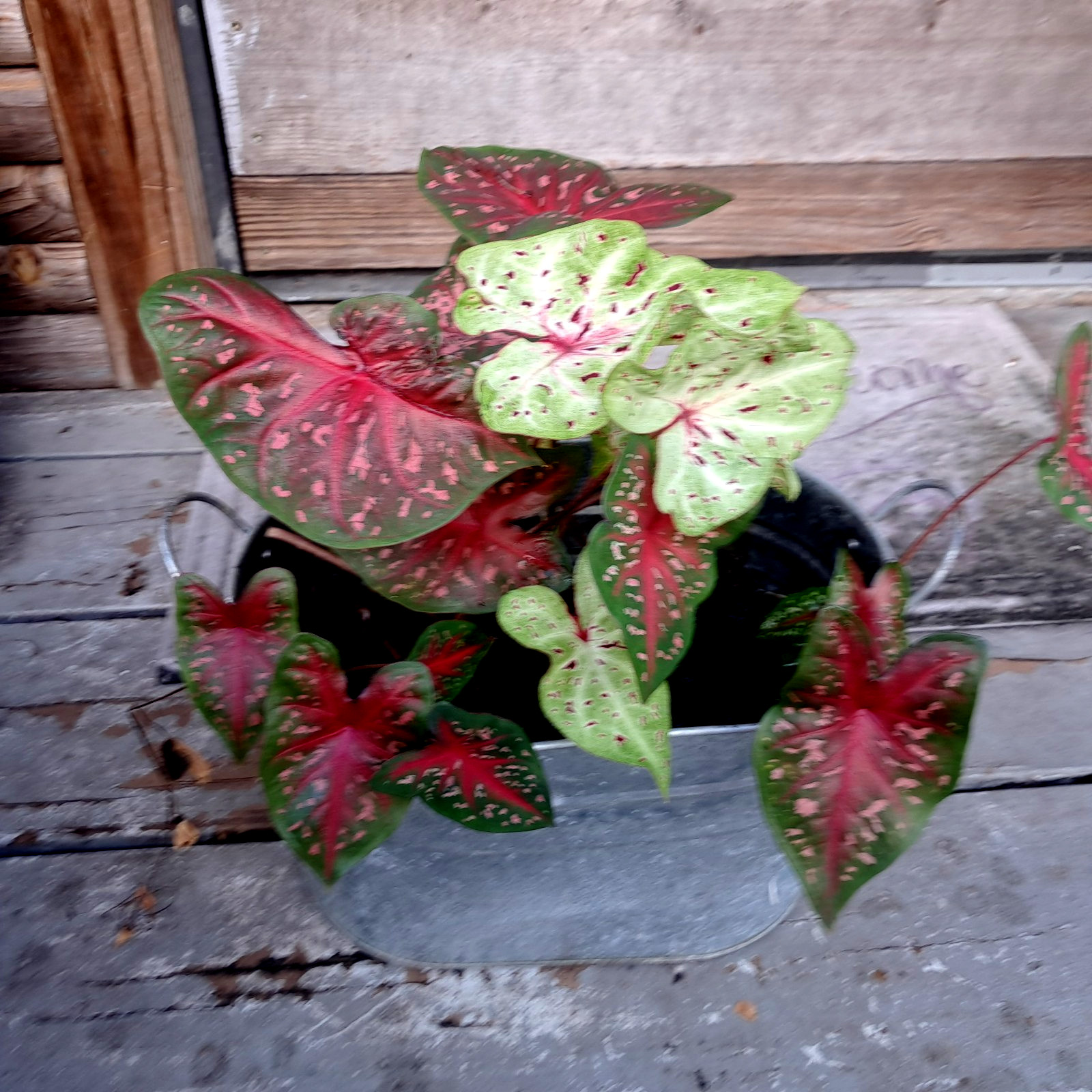 Caladium Bulbs for Planting , Mix 7 Bulbs Multi Colors from Florida