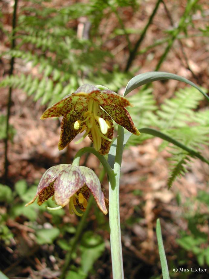 Fritillaria atropurpurea spotted fritillary10 seeds