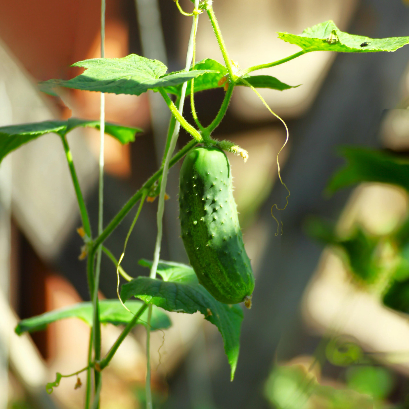 Boston Pickling Cucumber Seeds – For 2026 Planting Dark Green Kirby Heavy