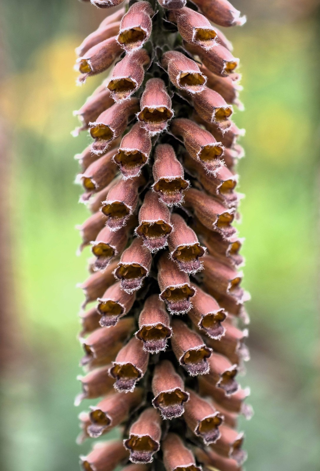 1000 Seeds MIXED FOXGLOVE Digitalis Purpurea Flower Seeds