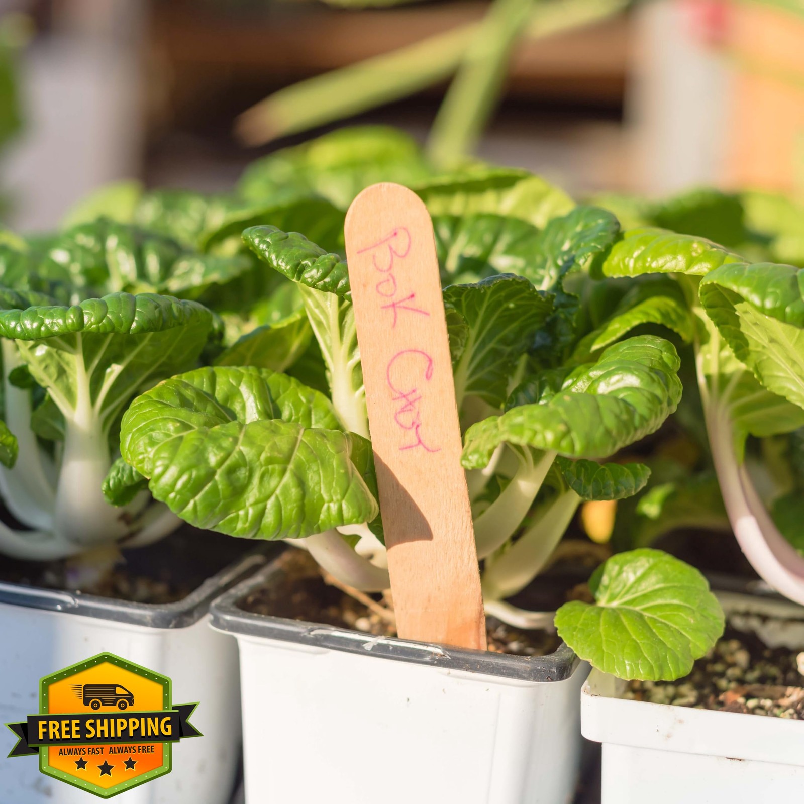 RDR Seeds Bok Choy Pak Choi Heirloom 1000 Seeds – USA Grown