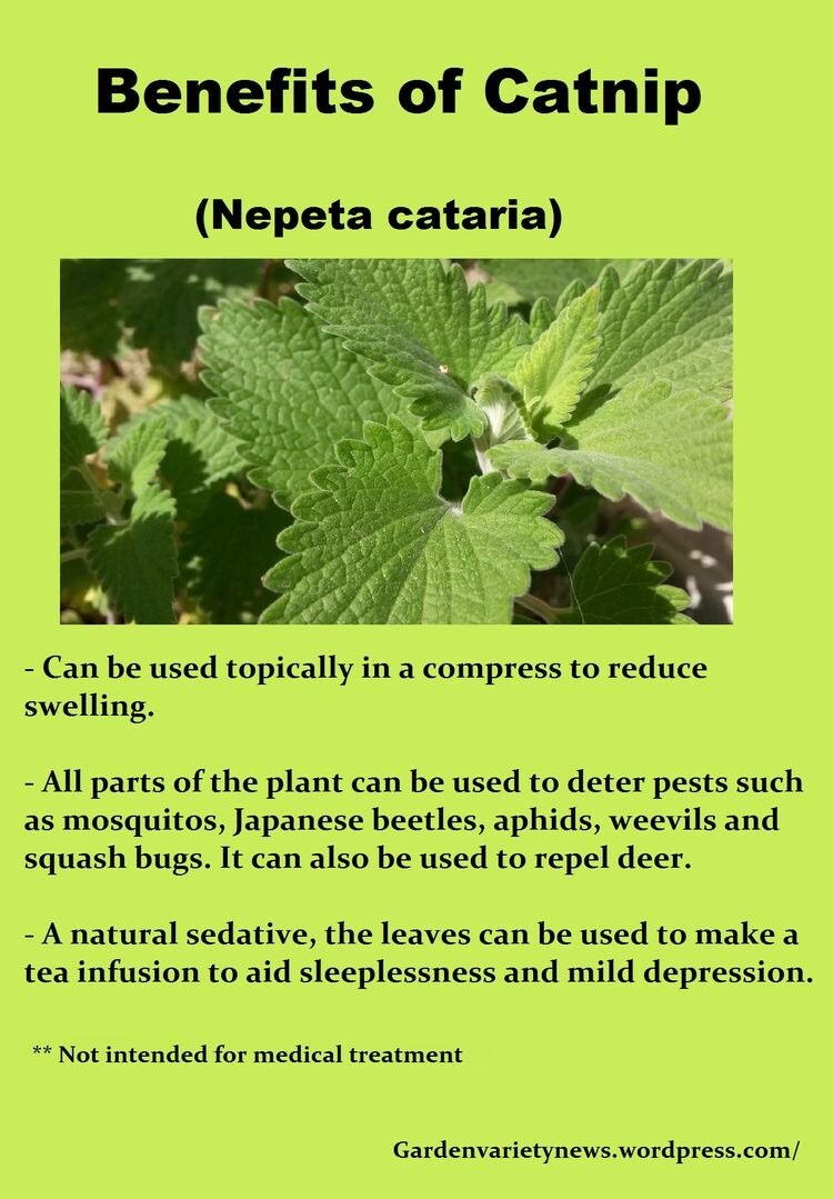 100 CATNIP Seeds CATSWORT Herb Medicinal Magic CATMINT NON GMO ORGANIC Garden