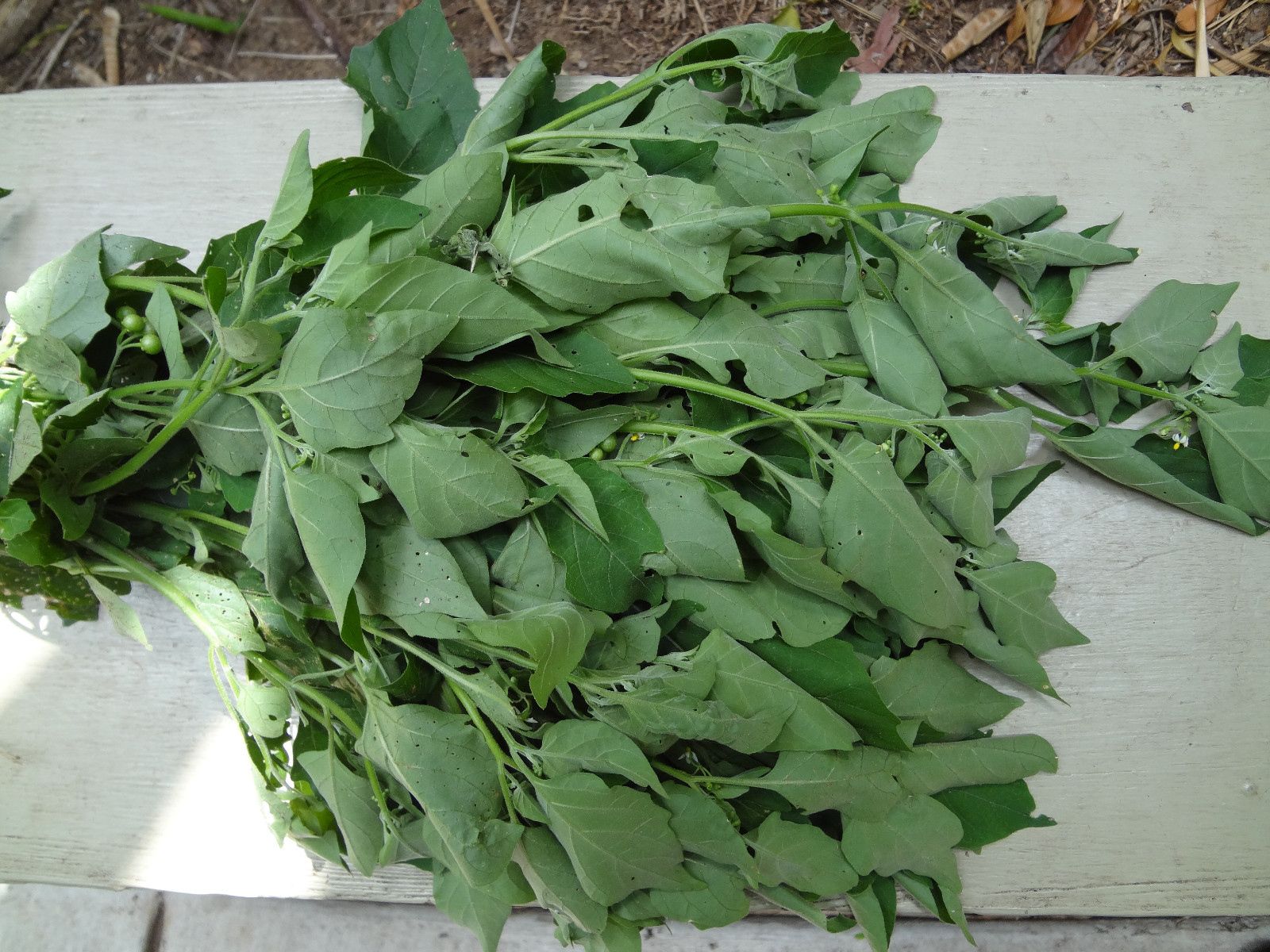 Guatemalan HIERBA MORA, Vegetable, Quelite, Quilete, Mora, 100+ SEMILLAS, SEEDS