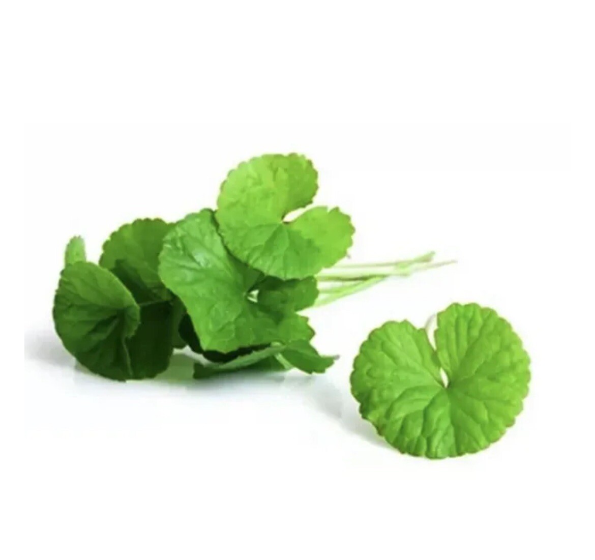5 X Centella Asiatica Big Leaf Seed Gotu Kola Indian Pennywort Rau Má 350 Seeds