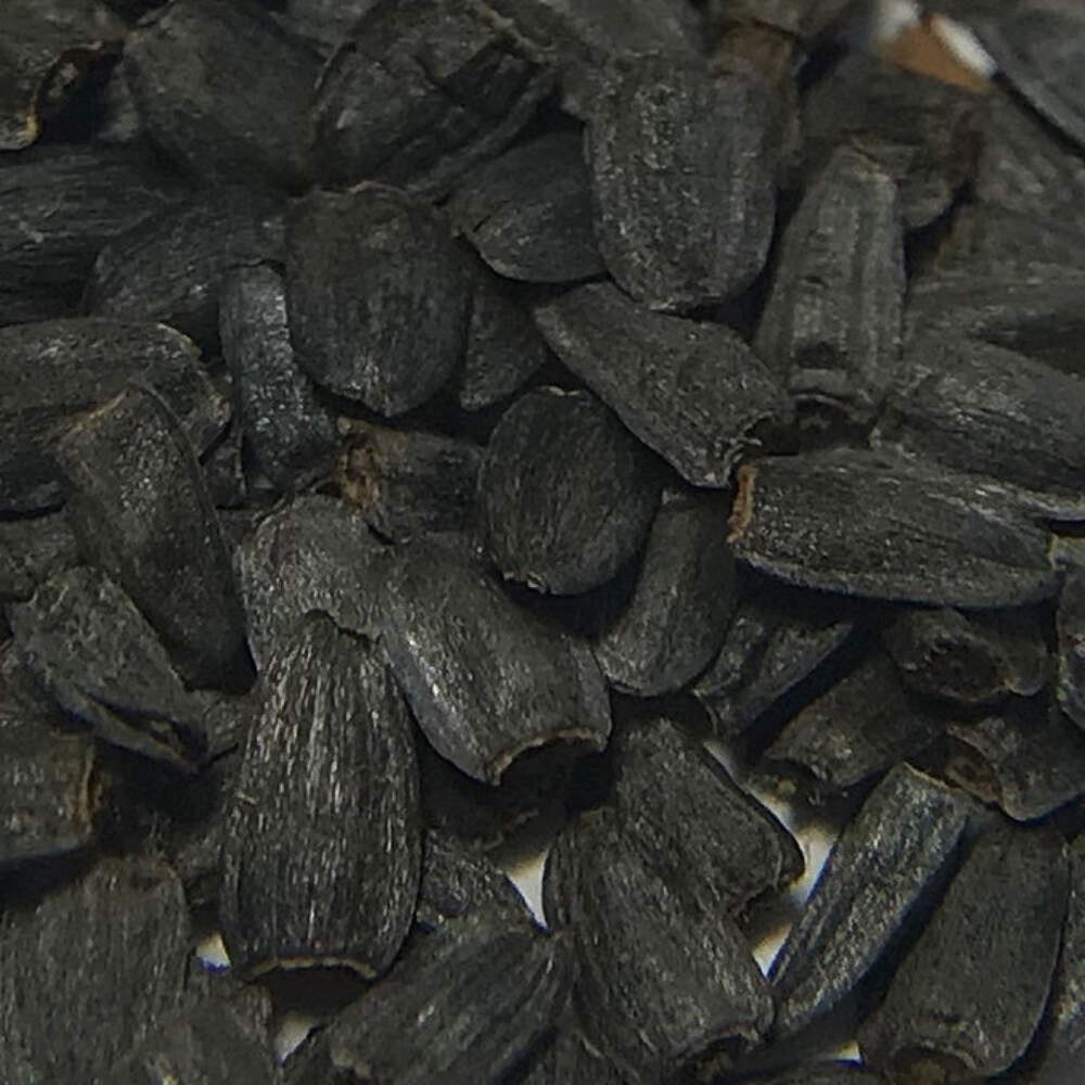 Prairie Coneflower Seeds (Ratibida pinnata) ~Native Wildflower Pollinator Garden