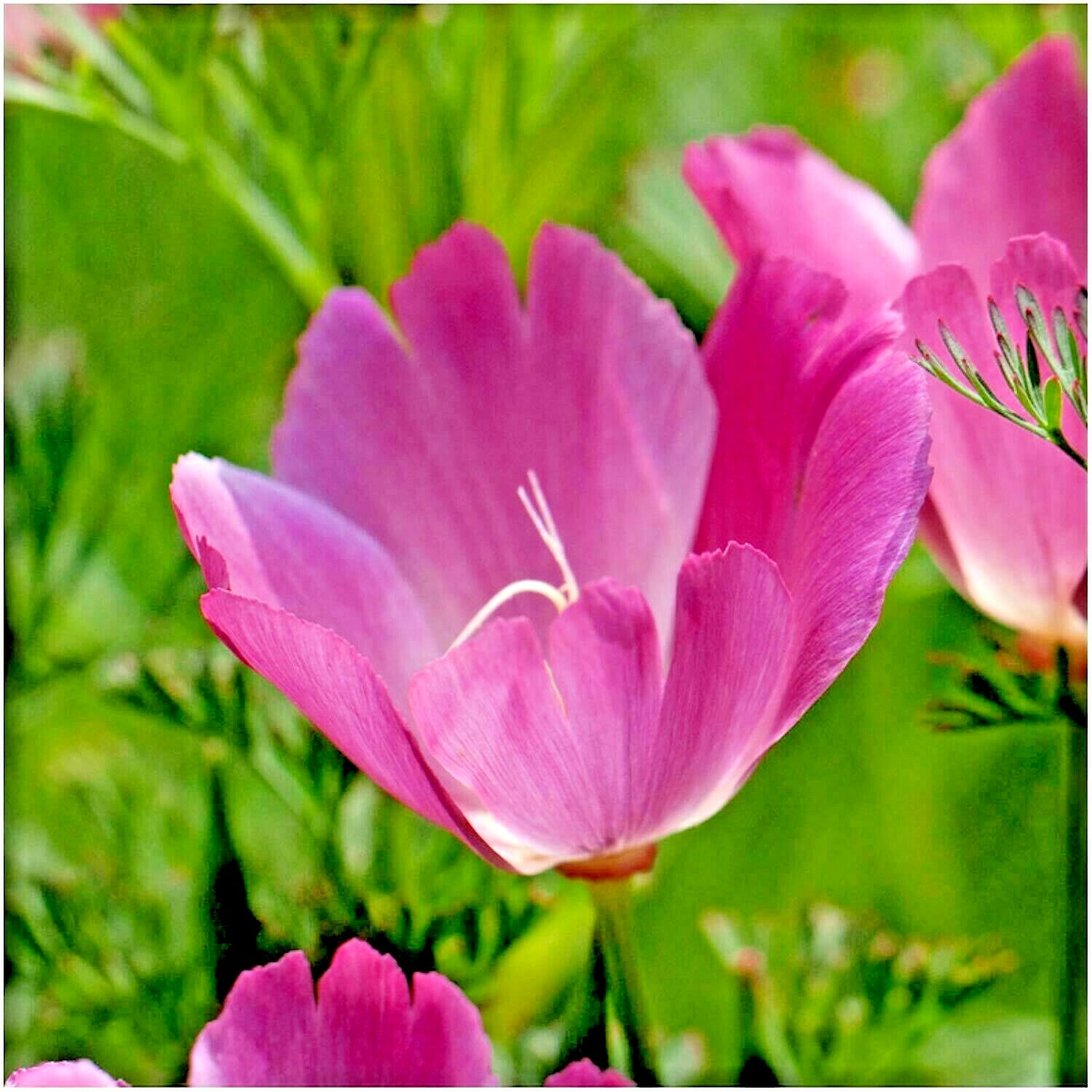 501+Purple Gleam CALIFORNIA POPPY Flower Seeds Native Wildflower Garden Easy