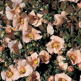 Alonsoa Salmon Spire 2,000 seeds