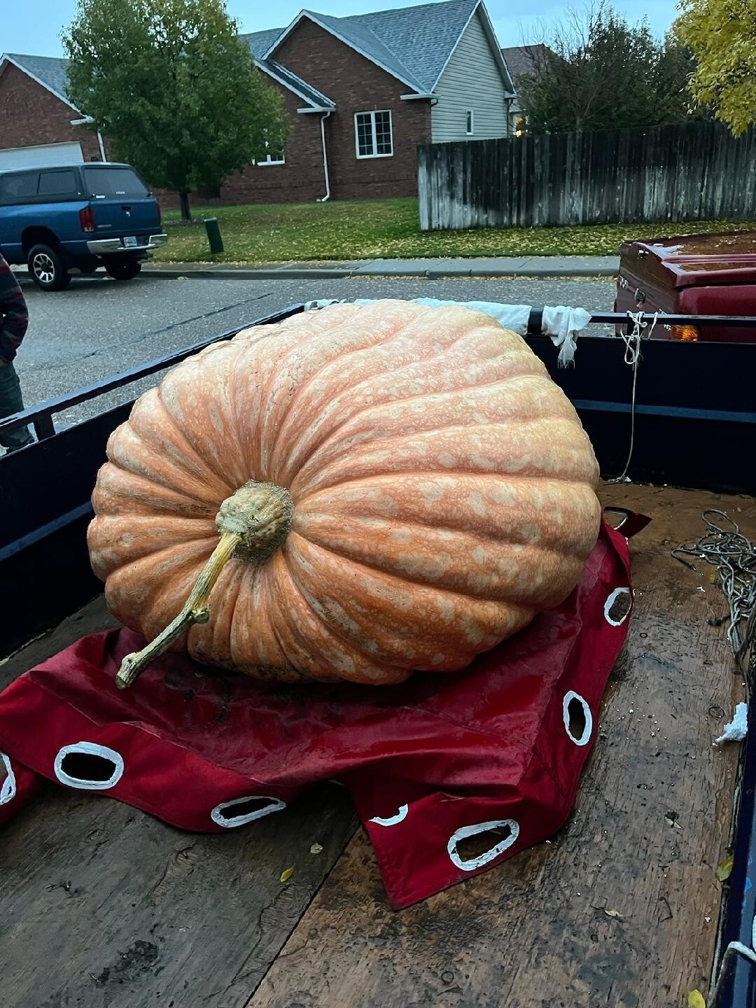 Giant Pumpkin Seeds from 1,028 pound pumpkin (2560 Gienger X Self) $29/3 seeds.
