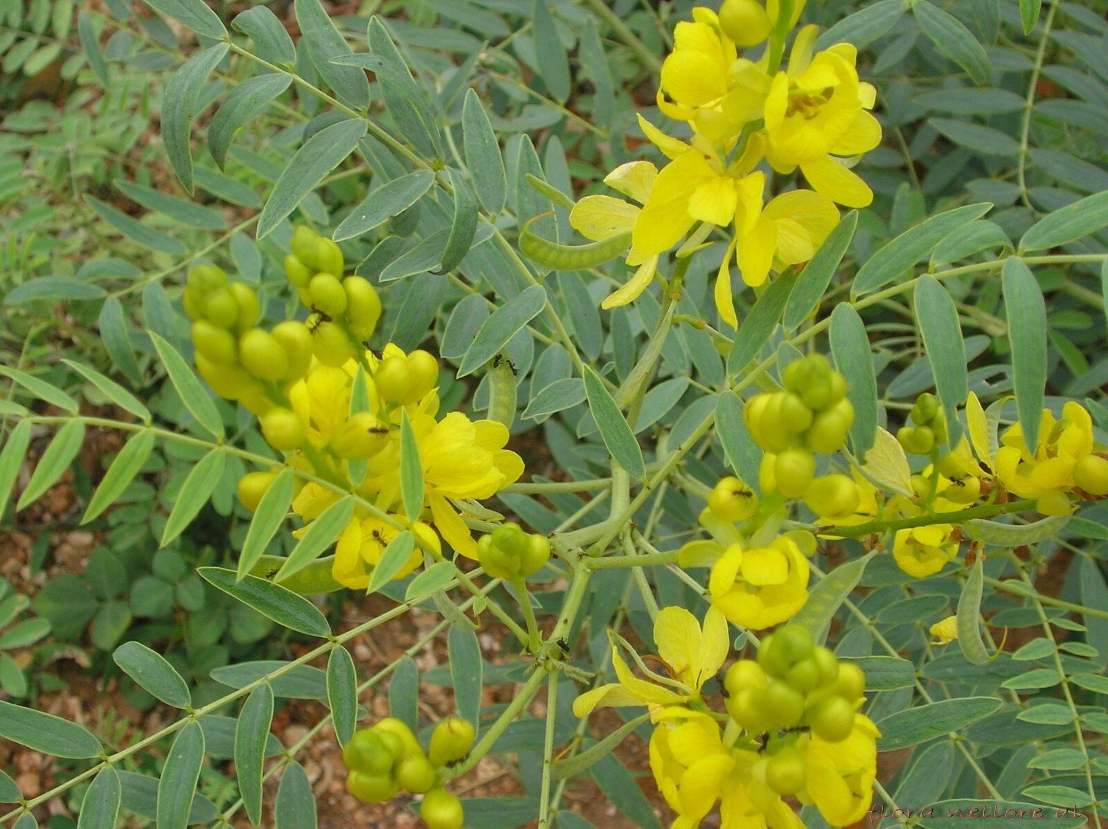 Cassia alexandrina SENNA Yellow flowers SEEDS!