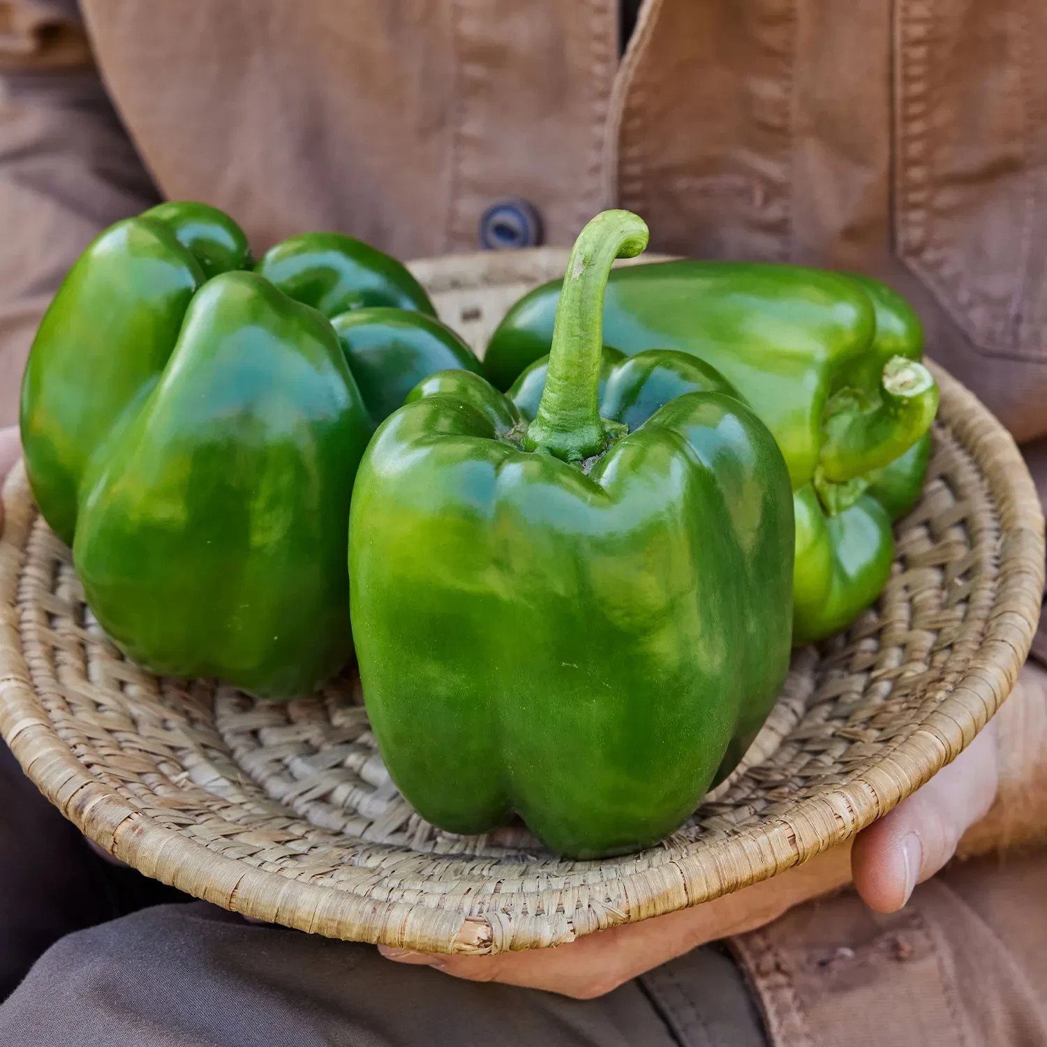 25 EMERALD GIANT SWEET BELL PEPPER SEEDS ~ 2026 ~ heirloomseedguy ~ USA
