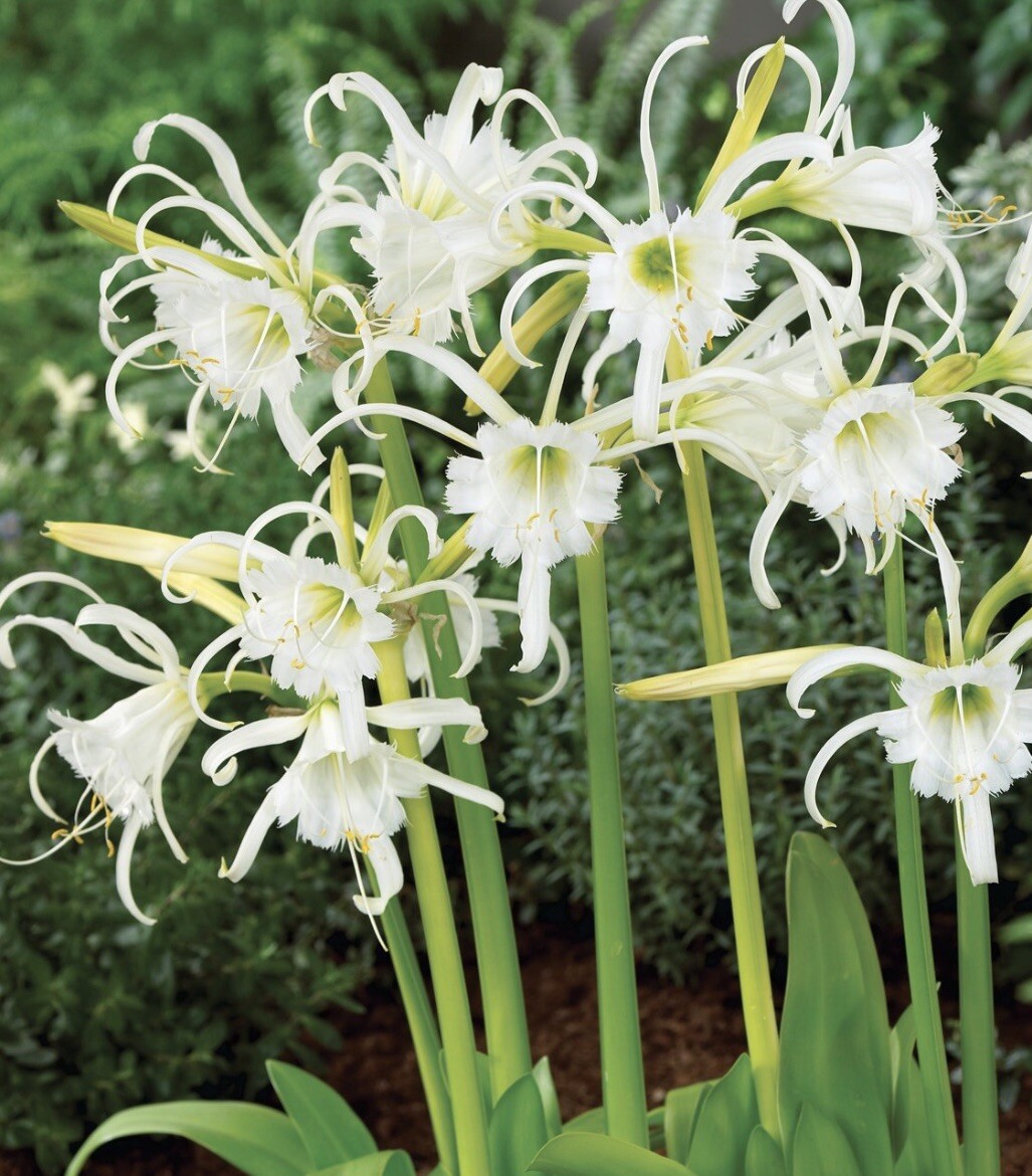 Peruvian Daffodil or Spider Flower Bulbs – 2 Bulbs Per Pack -Perennial