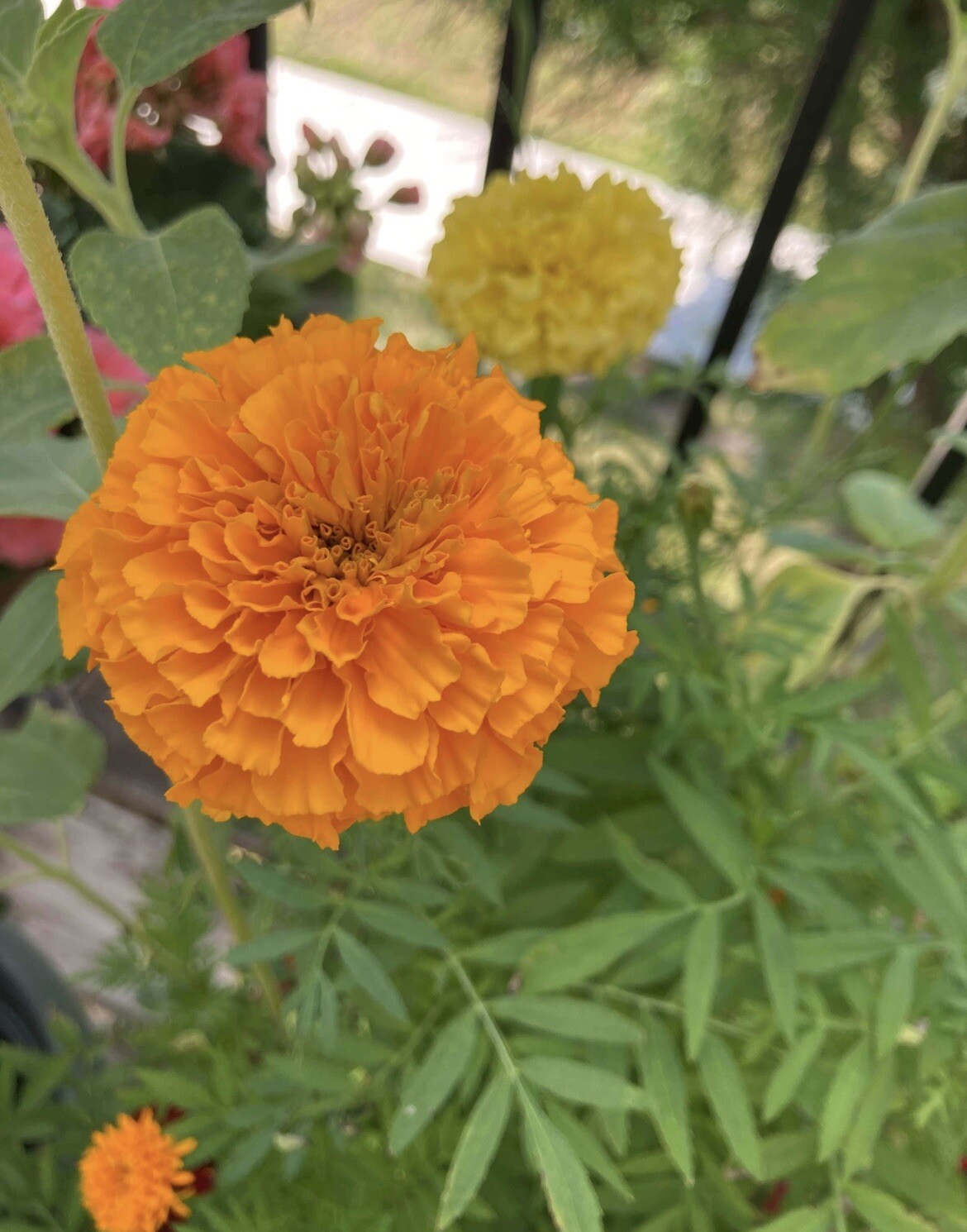 Marigold Seeds – 1 Cup – Fast-Growing & Easy to Care For! 🌼🌱