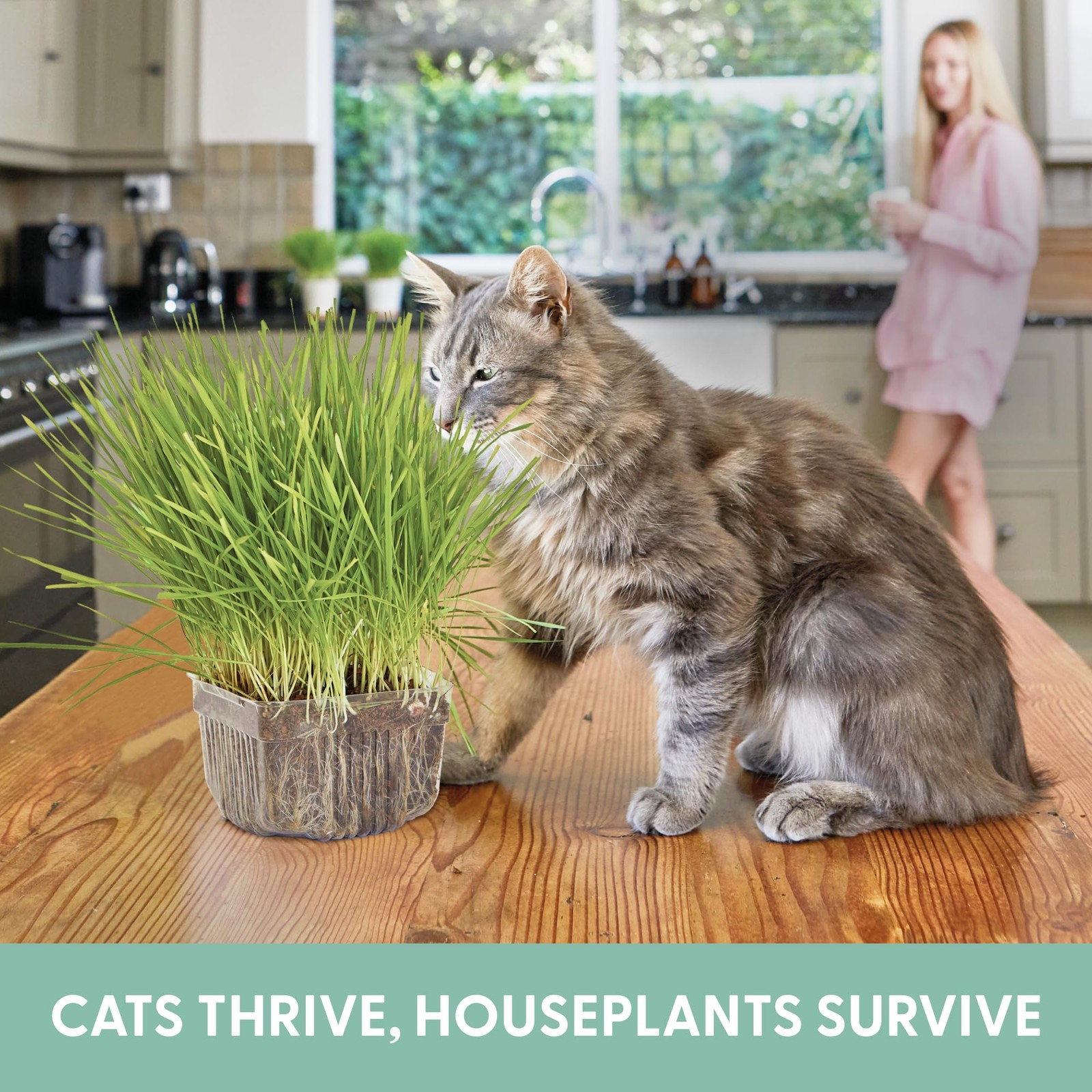 Cat Grass for Indoor Cats – Growing Kit – Organic Cat Grass Seeds, Soil and B…