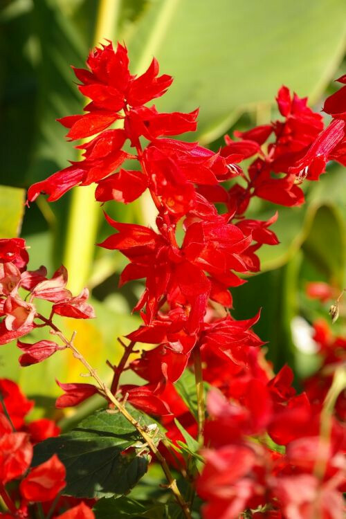 500+ SAGE SEEDS | Scarlet Red (Salvia Coccinea) | Medicinal Herb Wildflower