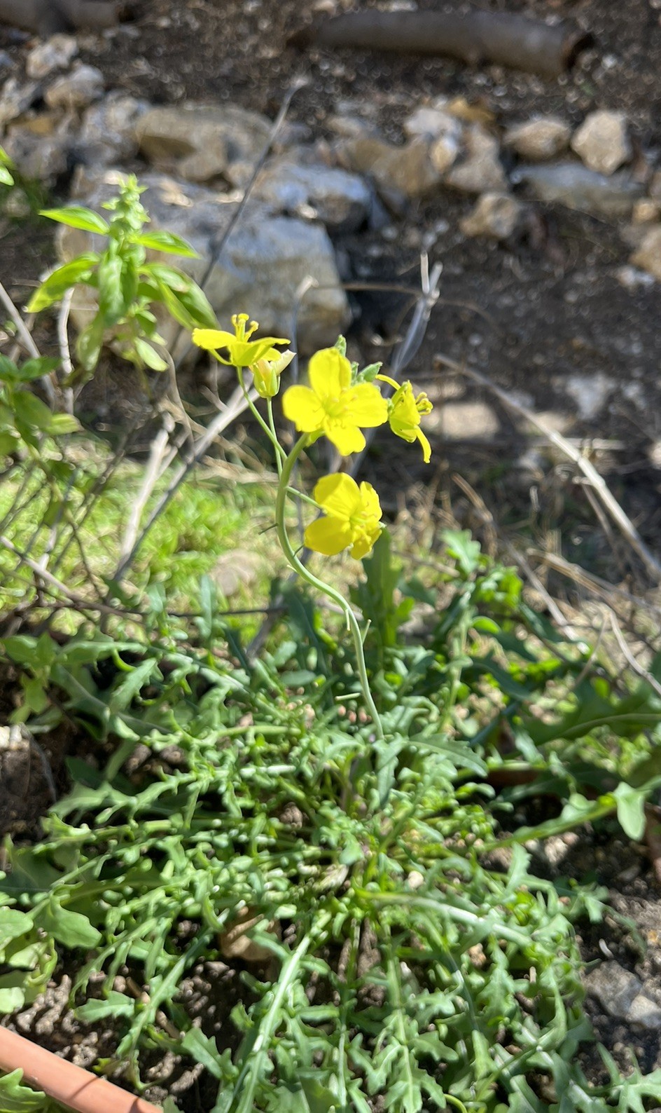 1000+ ARUGULA ROCKET SEEDS 🌿 HEIRLOOM | NON-GMO | FREE SHIPPING