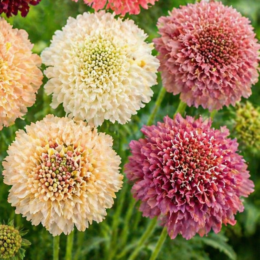 Twist Mix Scabiosa Seeds 75+ Seeds Mum Flower, Flower Seeds, Annual