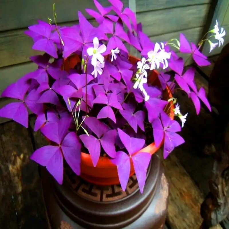 20Pcs Oxalis Bulbs for Planting Purple Shamrocks Bulbs Triangularis Lucky Lovely