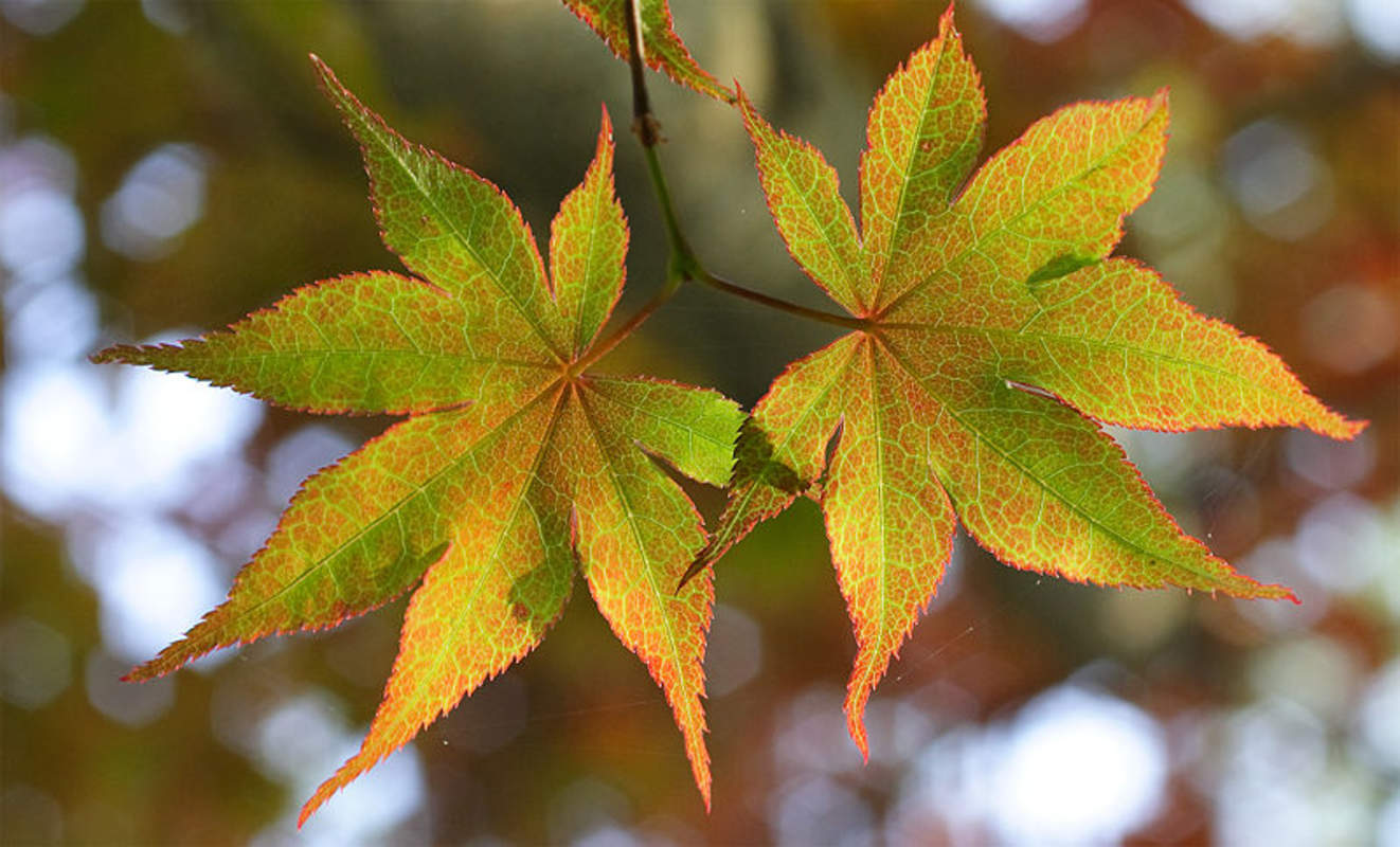 1-1000 PCS Japanese Maple Tree Seeds Small Acer Palmatum Autumn Flower Red 0181