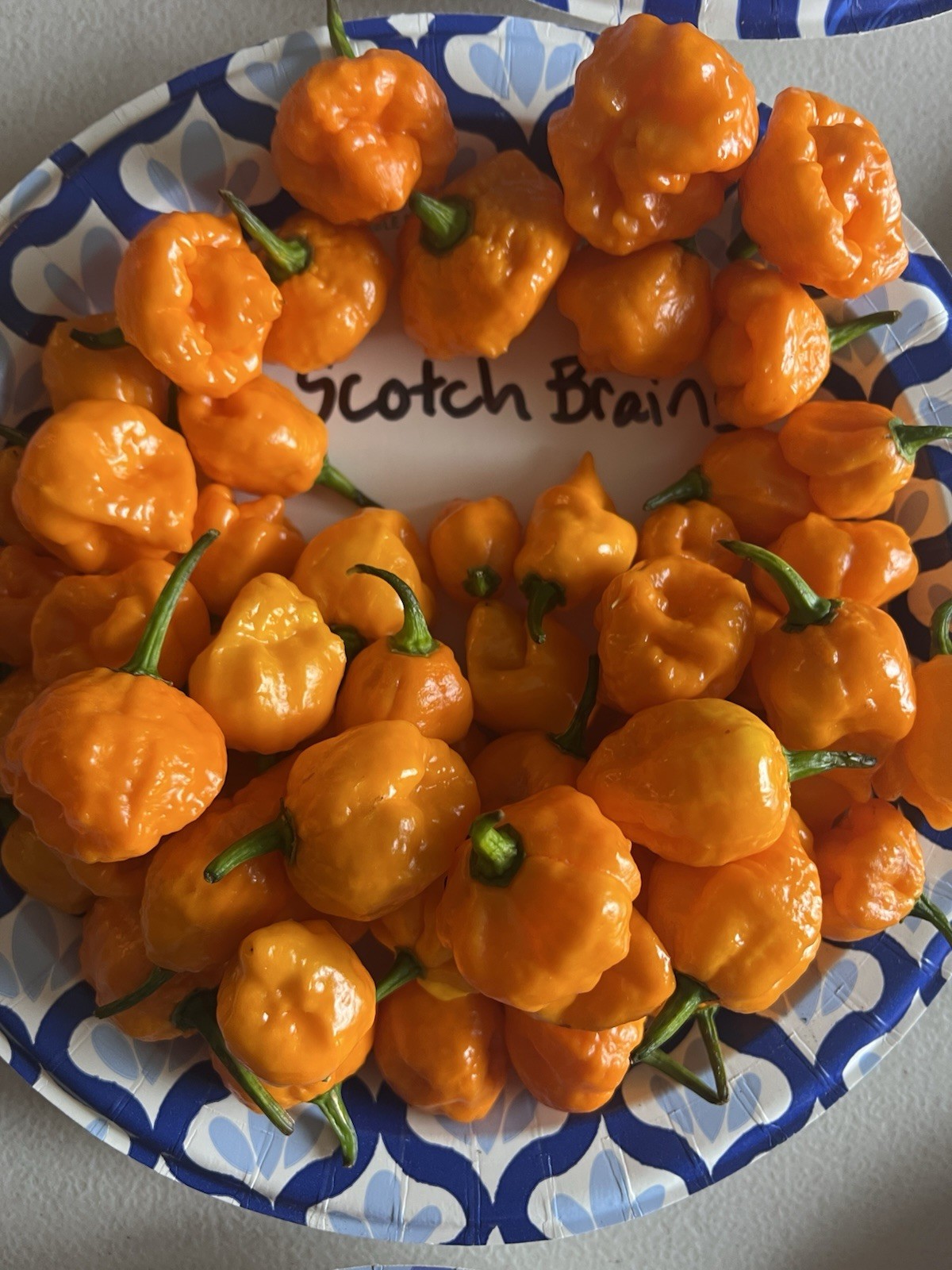 Scotch Brains Hot Pepper Seeds 15+ Per Pack