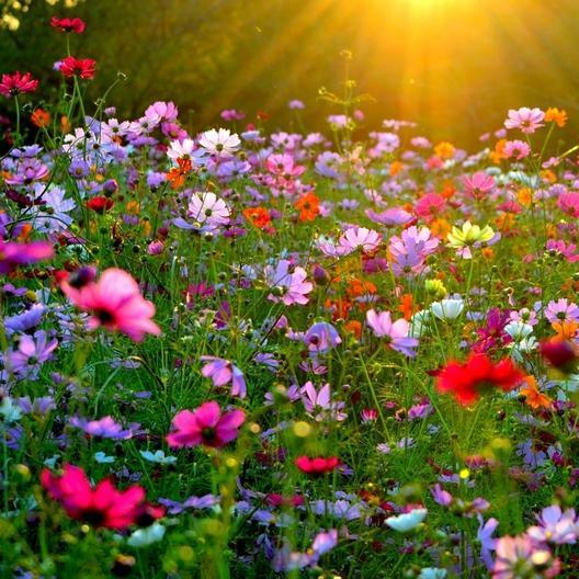 Cosmos CRAZY FOR COSMOS Mix 10 Varieties Heirloom Pollinators Non-GMO 100 Seeds