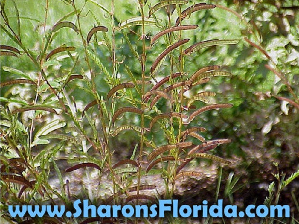 Partridge Pea Seeds (Chamaecrista fasciculata) ✤ Organic 40 Seeds