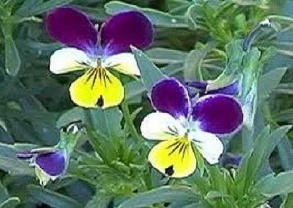 50+ Viola Johnny Jump Up / Sweetly Scented Perennial Flower Seeds