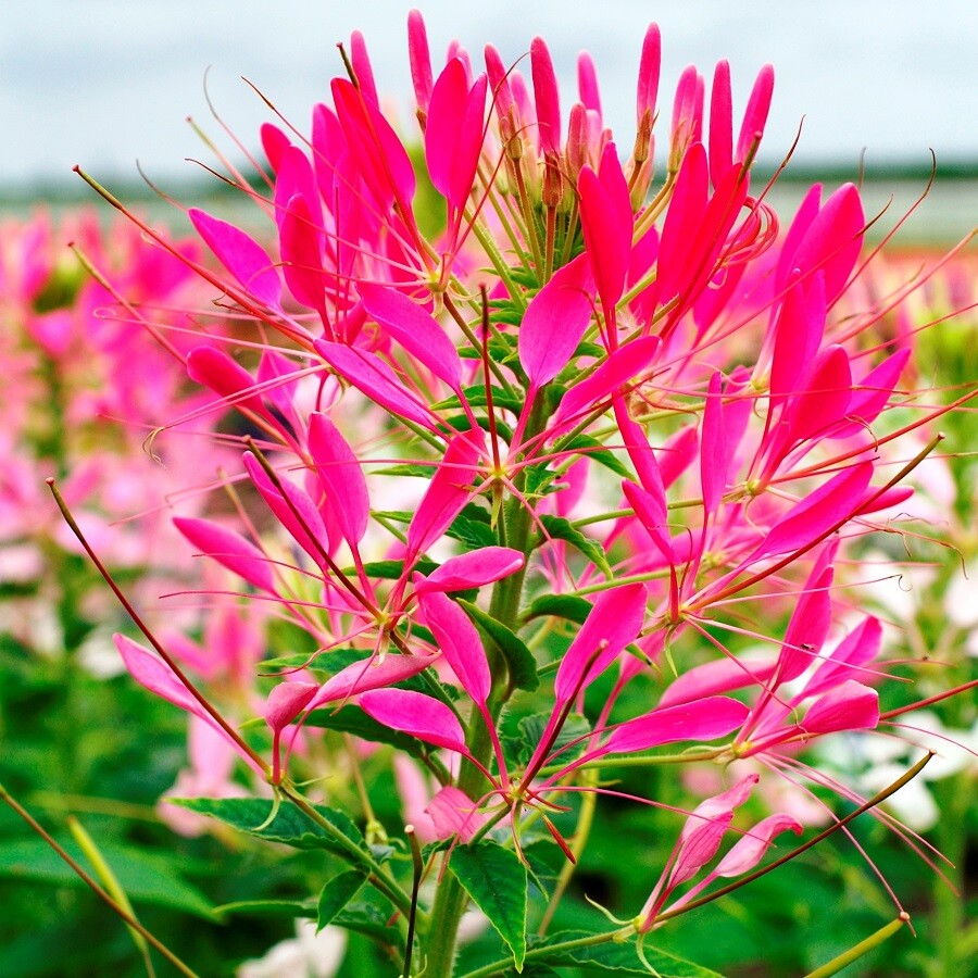 Bright Pink Cleome – Spider Flower 25 Seeds – 14 kinds Of Cleome in our store!