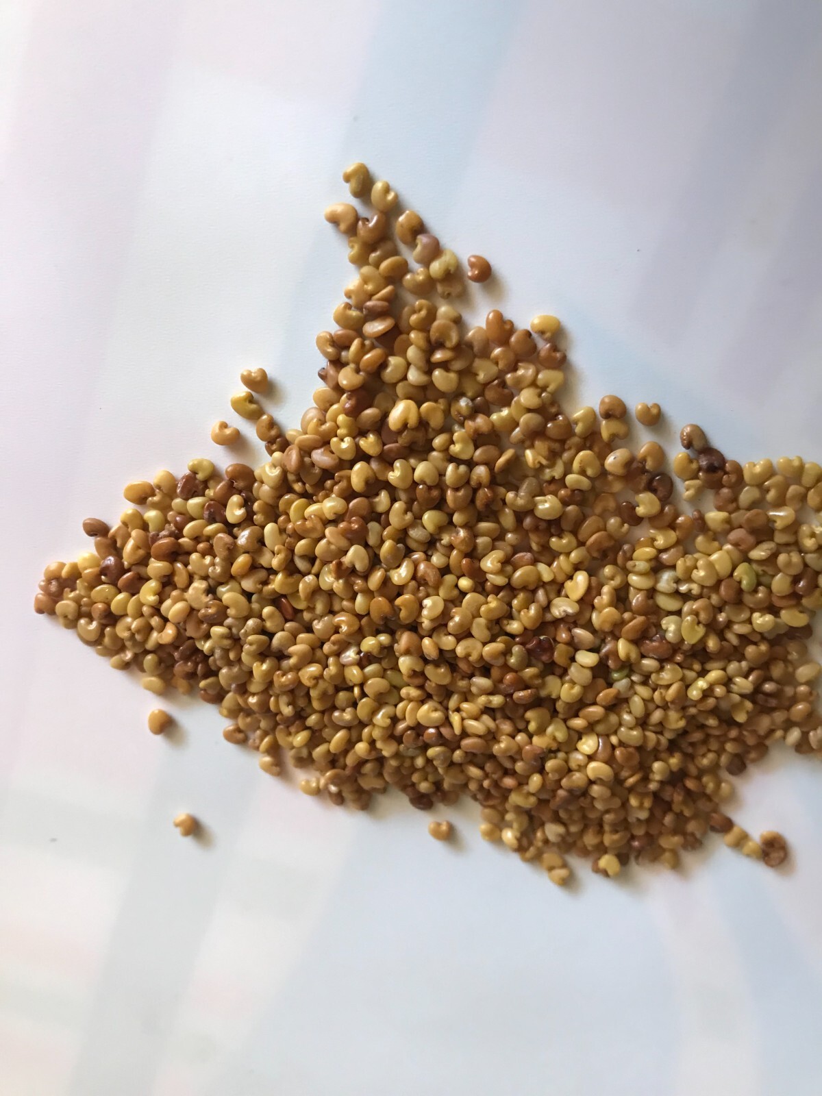 50 Total Packets of 30+ Semillas de Chipilin | 30+ Fresh Organic Chipilin Seeds