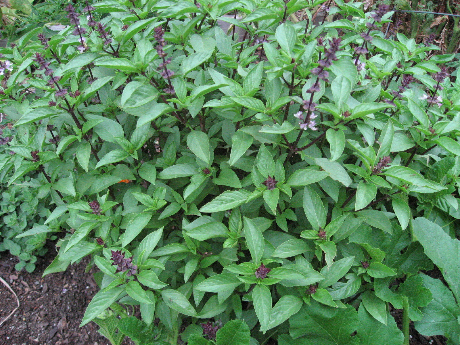 150 THAI SPICY BASIL NON – GMO FRESH FRESH HARVEST FOR 2024 GARDENS