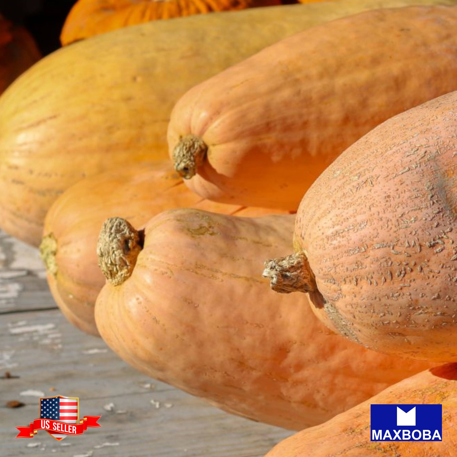30 Banana Jumbo Squash Seeds Winter Pink Non-GMO Heirloom BOGO 50% OFF
