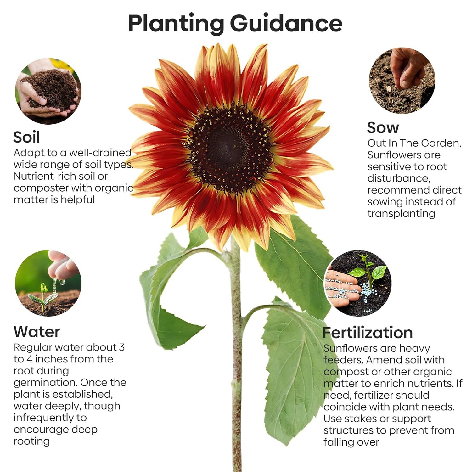 Sunflower Seeds for Planting, 15+ Varieties, 1 Oz, Non-GMO 300+ Mixed Seeds