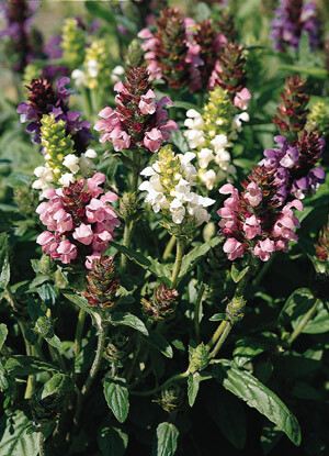 Prunella grandiflora Pagoda Mix 250 seeds