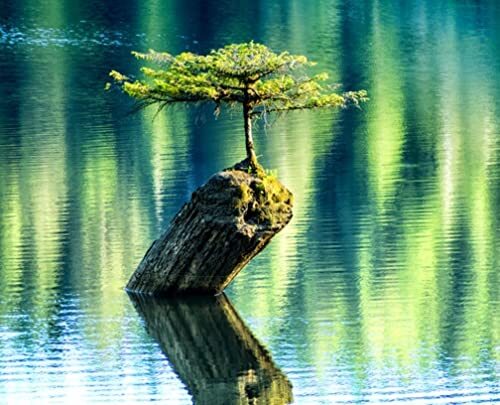 Balsam Fir Bonsai Tree Seeds – 30 Balsam Fir Seeds tp Plant (Abies balsamea) – S