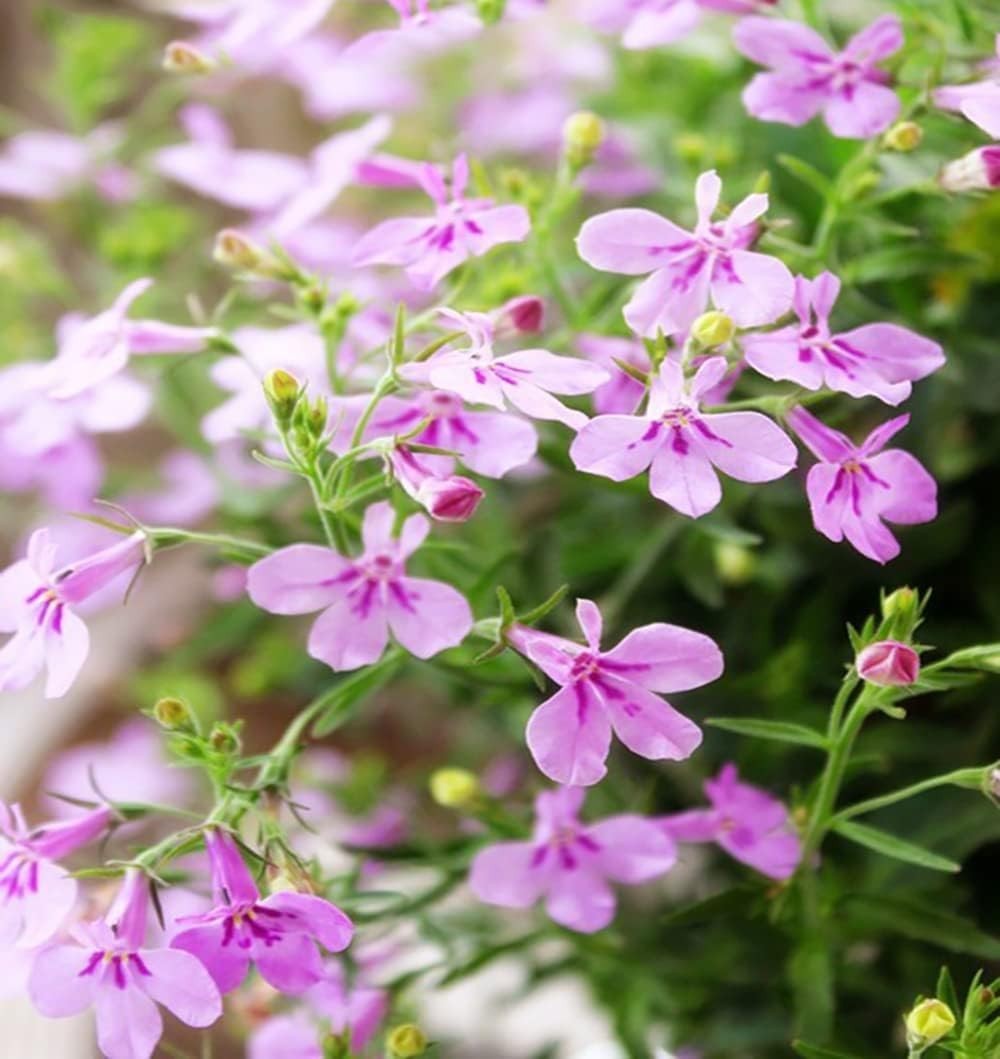1000+ Mix Creeping Thyme Seeds for Planting, Thymus Serpyllum Heirloom, Groun…