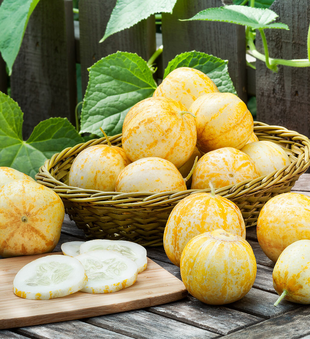 50 LEMON CUCUMBER SEEDS – FRESH HARVEST FOR 2024 GARDENS