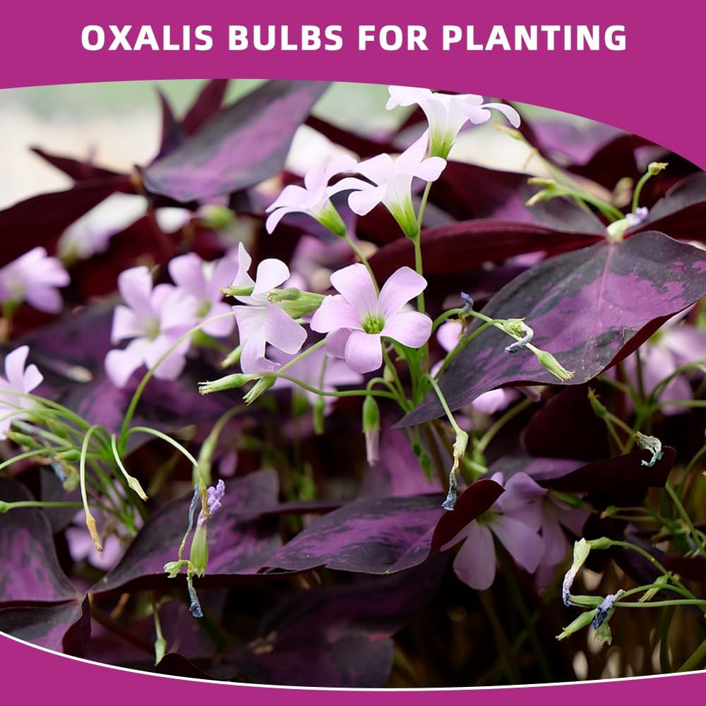 20PCS Purple Shamrocks Bulbs Good Luck Plant Oxalis Bulbs for Planting Indoor or