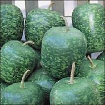 Gourd Apple 100 seeds