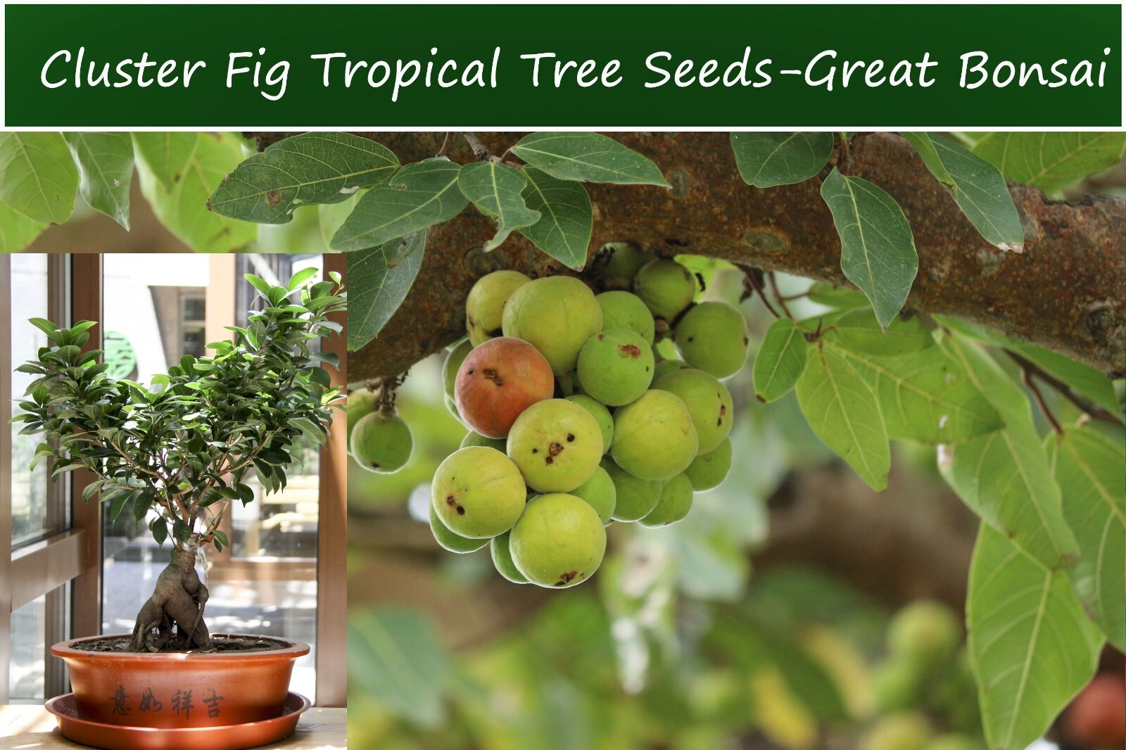 Tropical Fig Tree Seeds – Cluster Fig -20 Seeds