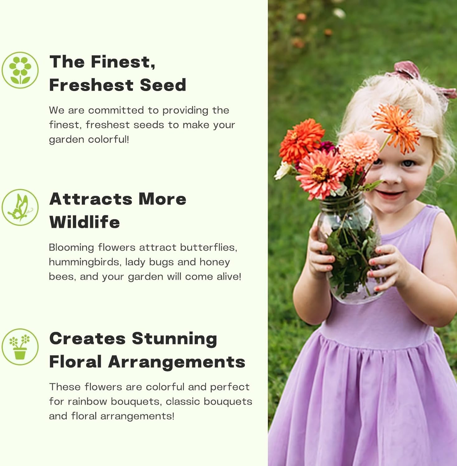 Giant Zinnia Seeds – 20,000+ High Germination Rate for Colorful Outdoor Blooms