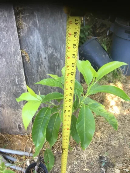 Michelia Alba/Magnolia Champaca Live Plant (White Flowers) model B 3 ft