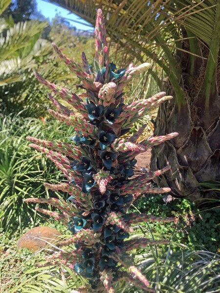 Puya alpestris | Sapphire Tower Bromeliad | 75 Seeds